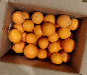 Orangen, frisch aus Spanien geliefert